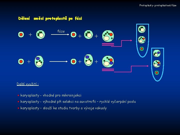 Protoplasty- protoplastová fúze Dělení směsi protoplastů po fúzi + + fúze + + Další