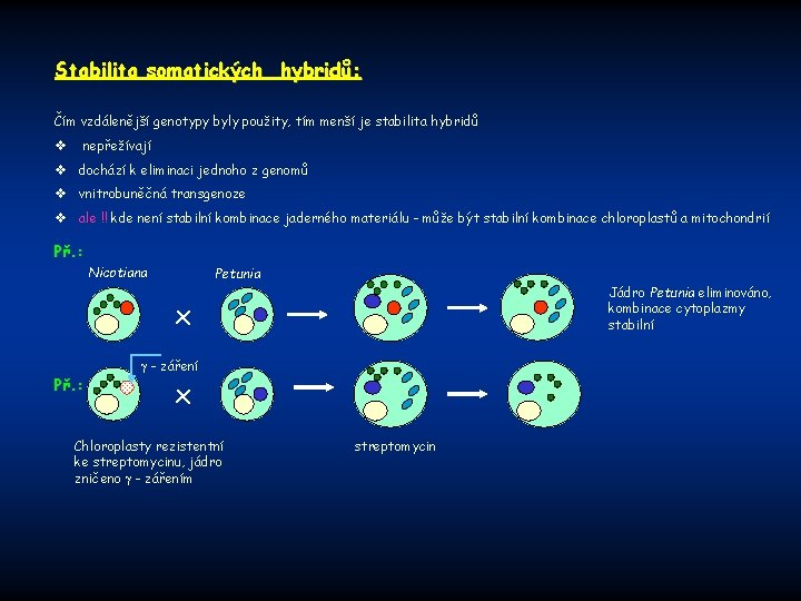 Stabilita somatických hybridů: Čím vzdálenější genotypy byly použity, tím menší je stabilita hybridů v