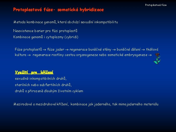 Protoplastová fúze- somatická hybridizace Protoplastová fúze Metoda kombinace genomů, která obchází sexuální inkompatibilitu Neexistence