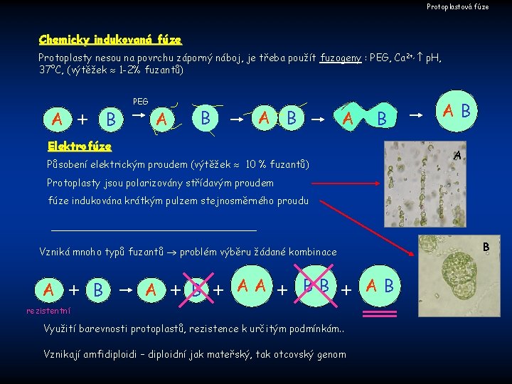 Protoplastová fúze Chemicky indukovaná fúze Protoplasty nesou na povrchu záporný náboj, je třeba použít