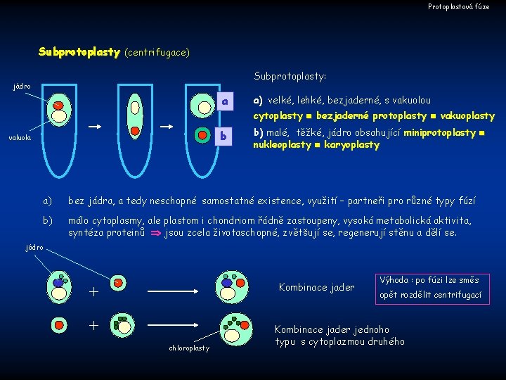 Protoplastová fúze Subprotoplasty (centrifugace) Subprotoplasty: jádro valuola a a) velké, lehké, bezjaderné, s vakuolou