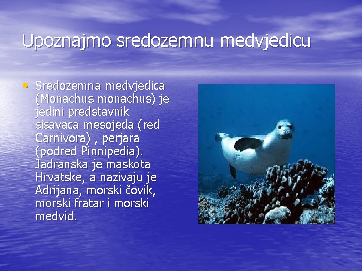 Upoznajmo sredozemnu medvjedicu • Sredozemna medvjedica (Monachus monachus) je jedini predstavnik sisavaca mesojeda (red