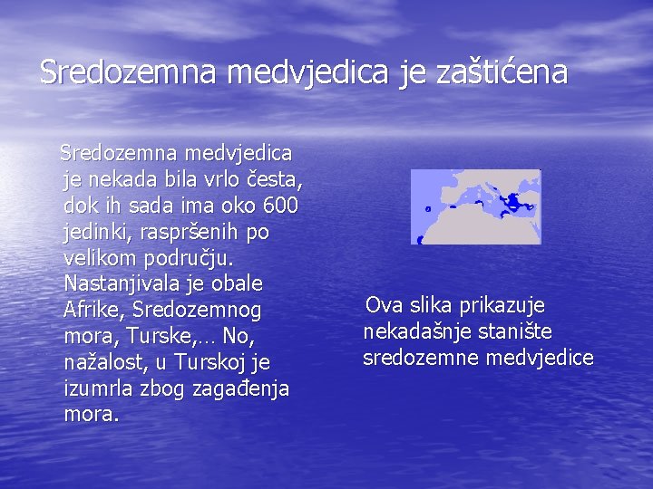 Sredozemna medvjedica je zaštićena Sredozemna medvjedica je nekada bila vrlo česta, dok ih sada