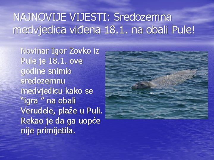 NAJNOVIJESTI: Sredozemna medvjedica viđena 18. 1. na obali Pule! Novinar Igor Zovko iz Pule