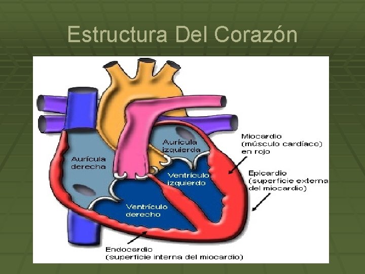 Estructura Del Corazón 