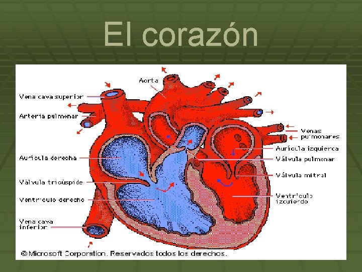 El corazón 