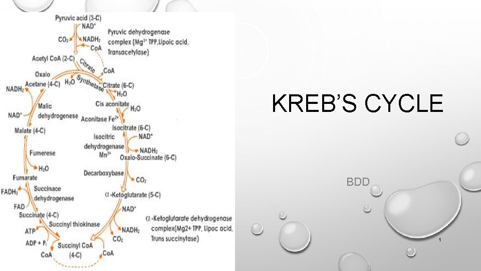 KREB’S CYCLE BDD 1 