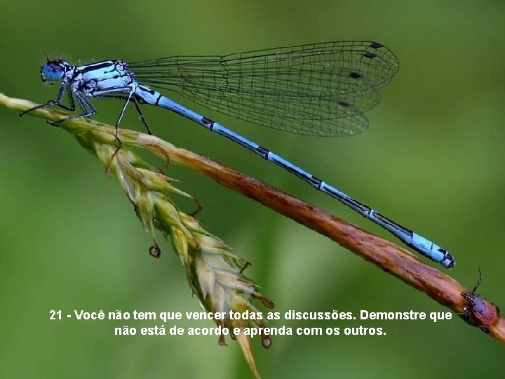 21 - Você não tem que vencer todas as discussões. Demonstre que não está