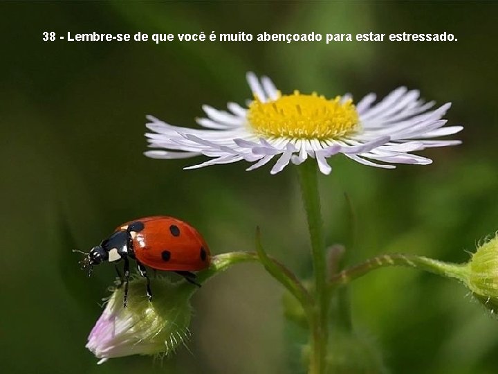 38 - Lembre-se de que você é muito abençoado para estar estressado. 