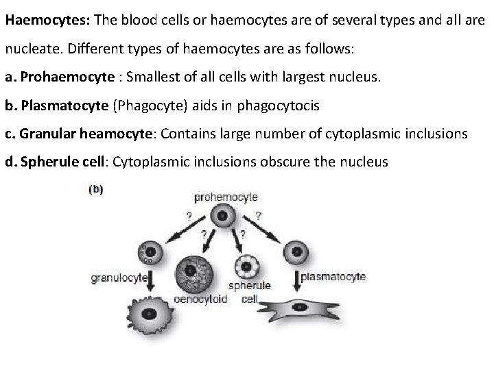 Haemocytes: The blood cells or haemocytes are of several types and all are nucleate.