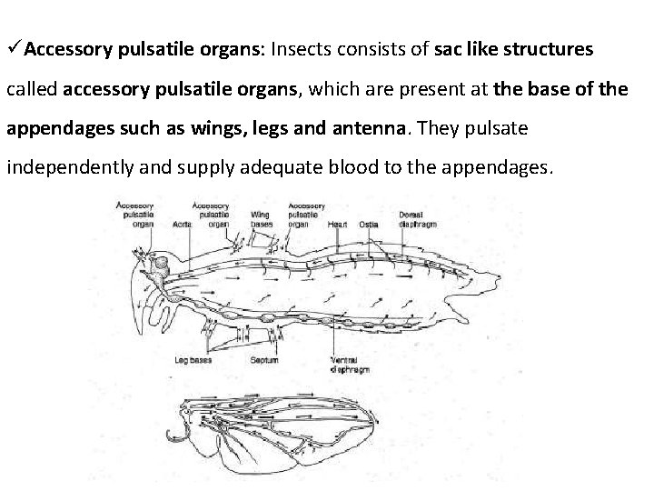  Accessory pulsatile organs: Insects consists of sac like structures called accessory pulsatile organs,