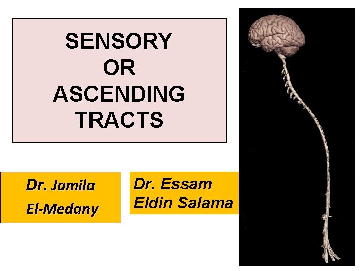 SENSORY OR ASCENDING TRACTS Dr. Jamila El-Medany Dr. Essam Eldin Salama 