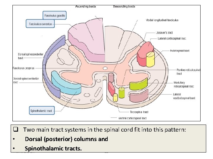 q Two main tract systems in the spinal cord fit into this pattern: •