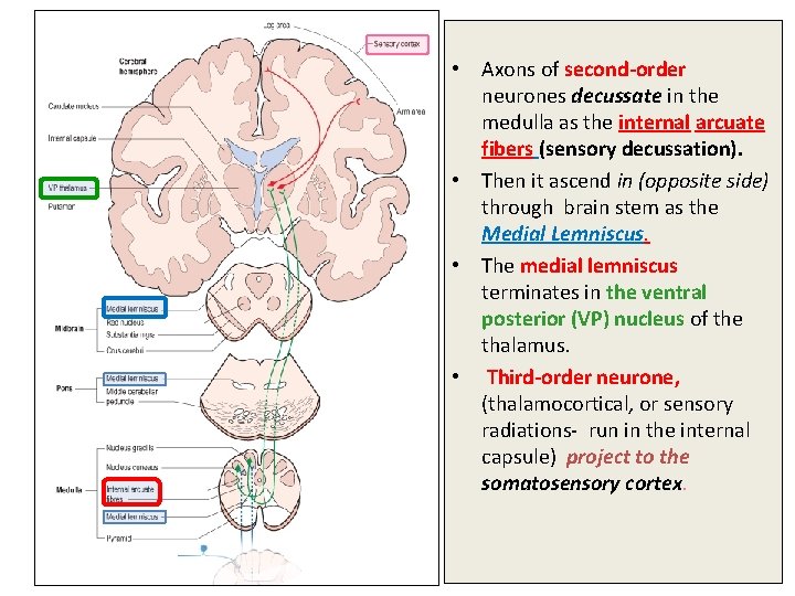  • Axons of second-order neurones decussate in the medulla as the internal arcuate