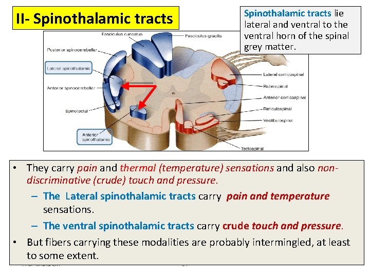 Spinothalamic tracts lie lateral and ventral to the ventral horn of the spinal grey