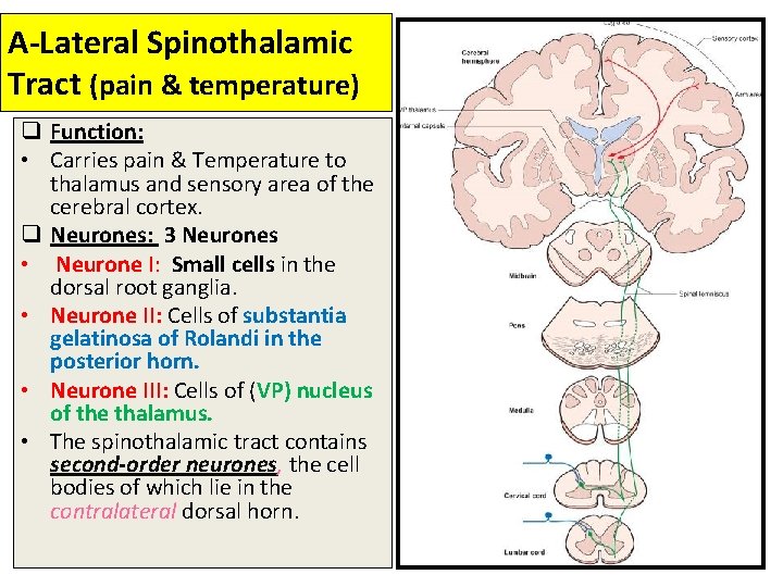 A-Lateral Spinothalamic Tract (pain & temperature) q Function: • Carries pain & Temperature to