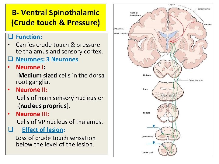 B- Ventral Spinothalamic (Crude touch & Pressure) q Function: • Carries crude touch &