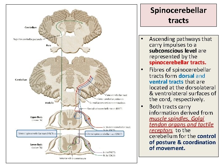 Spinocerebellar tracts • Ascending pathways that carry impulses to a subconscious level are represented