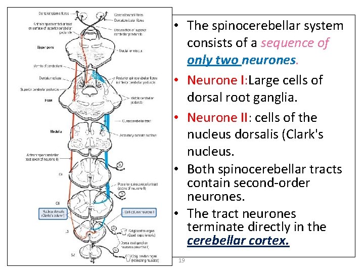  • The spinocerebellar system consists of a sequence of only two neurones. •