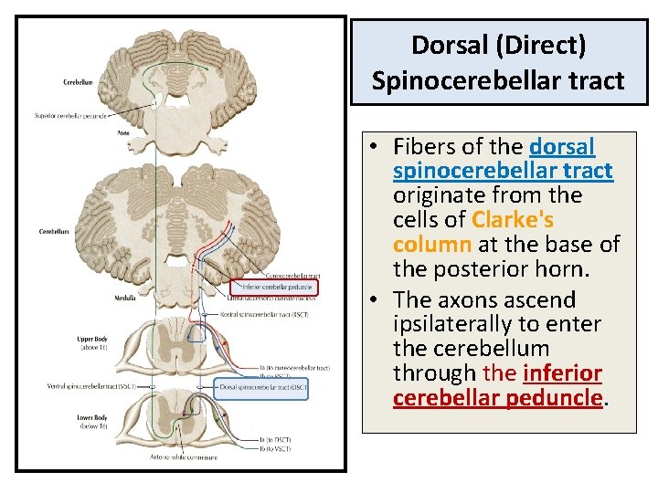 Dorsal (Direct) Spinocerebellar tract • Fibers of the dorsal spinocerebellar tract originate from the