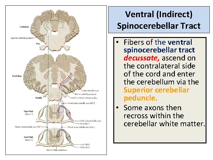Ventral (Indirect) Spinocerebellar Tract • Fibers of the ventral spinocerebellar tract decussate, ascend on