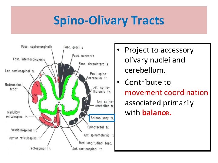 Spino-Olivary Tracts • Project to accessory olivary nuclei and cerebellum. • Contribute to movement