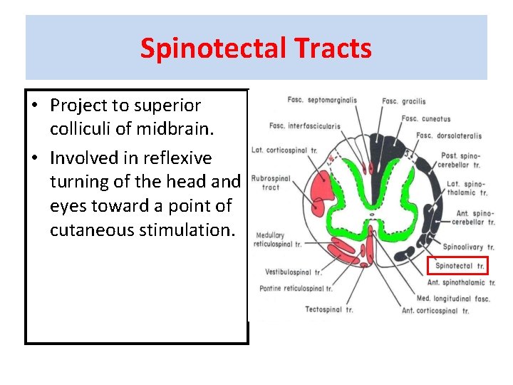 Spinotectal Tracts • Project to superior colliculi of midbrain. • Involved in reflexive turning