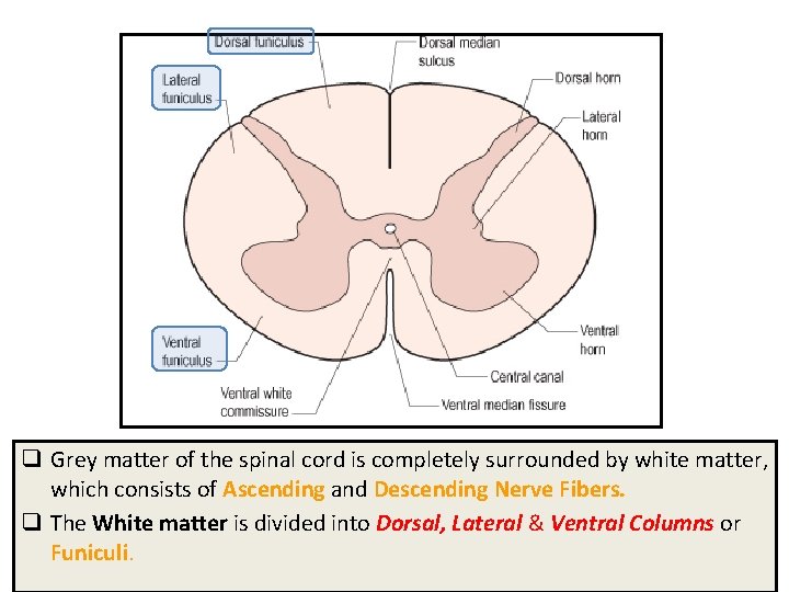 q Grey matter of the spinal cord is completely surrounded by white matter, which