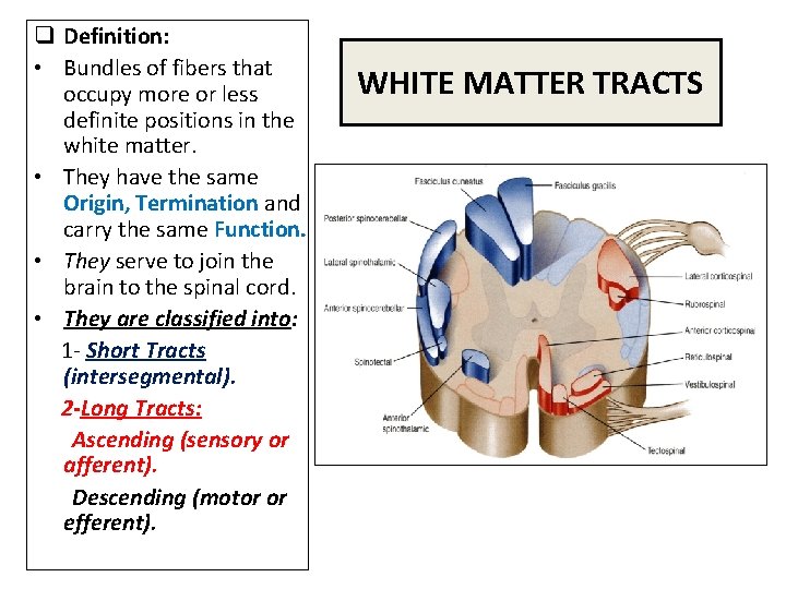 q Definition: • Bundles of fibers that occupy more or less definite positions in