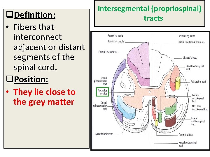 q. Definition: • Fibers that interconnect adjacent or distant segments of the spinal cord.