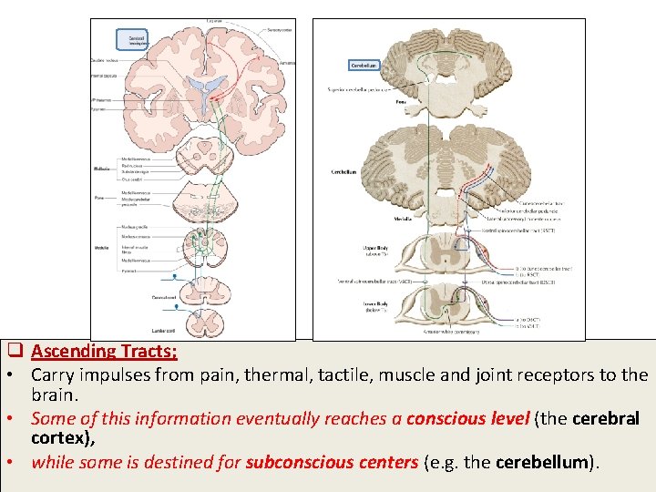 q Ascending Tracts; • Carry impulses from pain, thermal, tactile, muscle and joint receptors