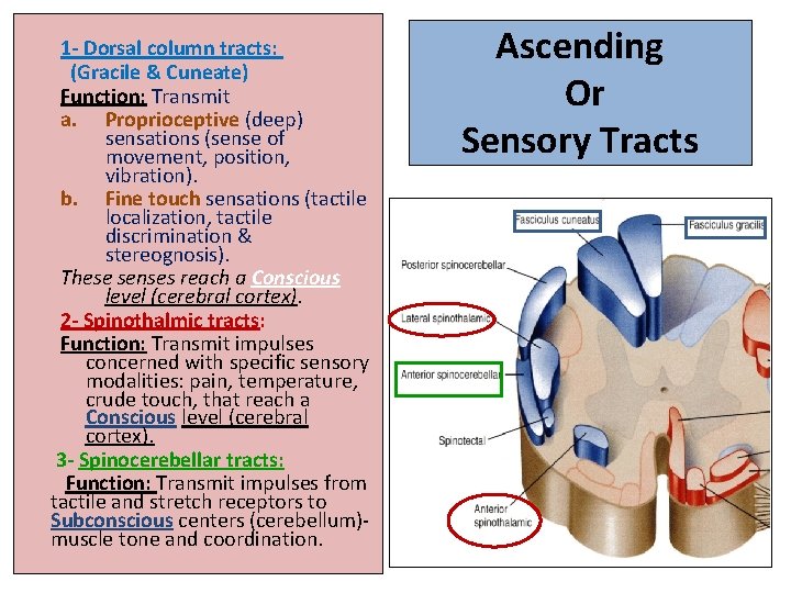 1 - Dorsal column tracts: (Gracile & Cuneate) Function: Transmit a. Proprioceptive (deep) sensations