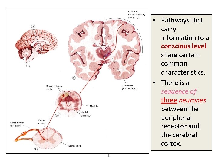  • Pathways that carry information to a conscious level share certain common characteristics.