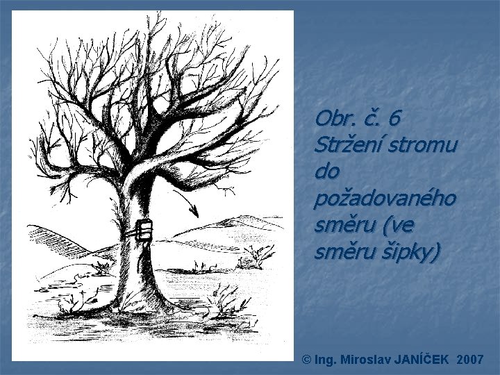 Obr. č. 6 Stržení stromu do požadovaného směru (ve směru šipky) © Ing. Miroslav