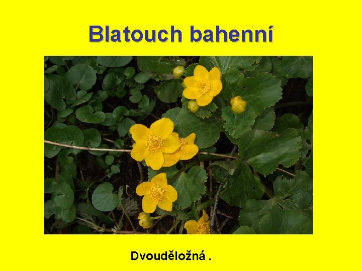 Blatouch bahenní Dvouděložná. 