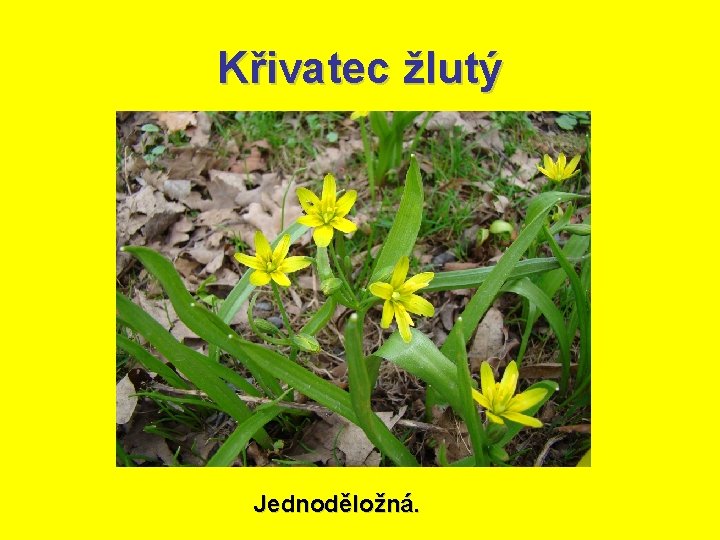 Křivatec žlutý Jednoděložná. 