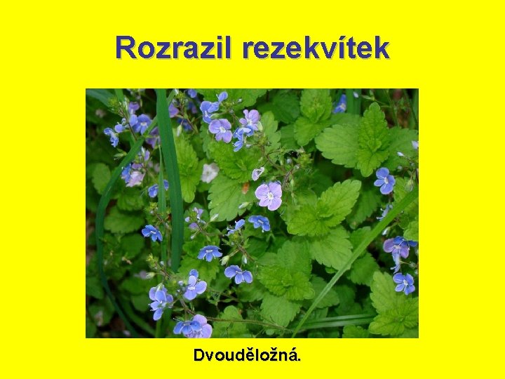 Rozrazil rezekvítek Dvouděložná. 
