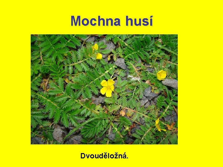 Mochna husí Dvouděložná. 