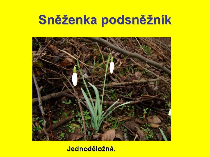 Sněženka podsněžník Jednoděložná. 