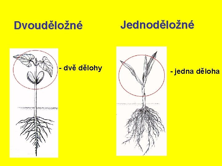 Dvouděložné - dvě dělohy Jednoděložné - jedna děloha 