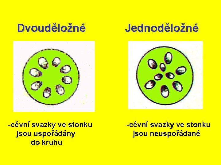 Dvouděložné -cévní svazky ve stonku jsou uspořádány do kruhu Jednoděložné -cévní svazky ve stonku