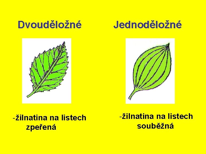 Dvouděložné -žilnatina na listech zpeřená Jednoděložné -žilnatina na listech souběžná 