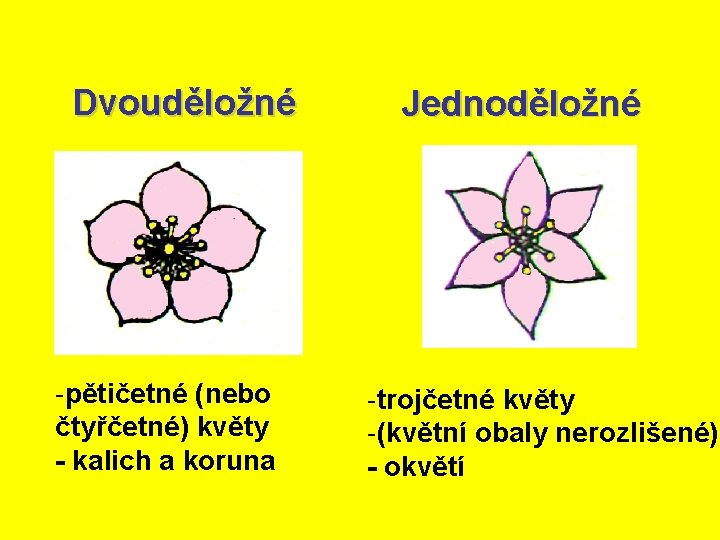 Dvouděložné -pětičetné (nebo čtyřčetné) květy - kalich a koruna Jednoděložné -trojčetné květy -(květní obaly