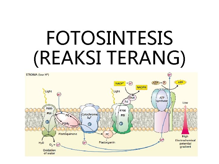 FOTOSINTESIS (REAKSI TERANG) 