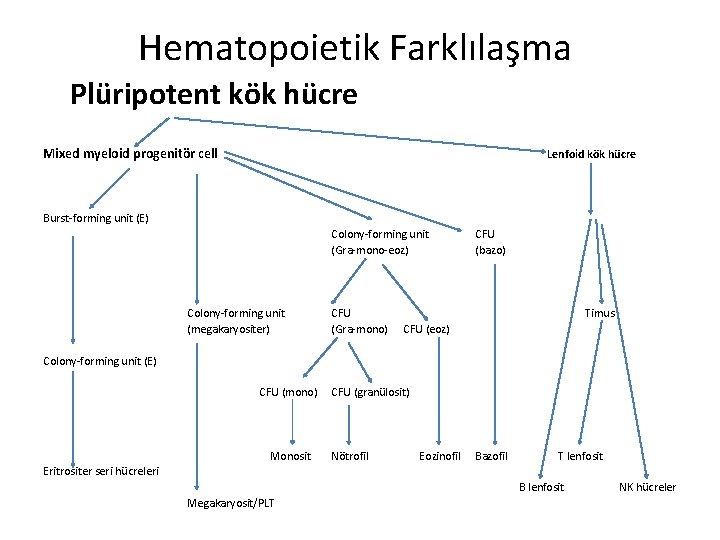 Hematopoietik Farklılaşma Plüripotent kök hücre Mixed myeloid progenitör cell Lenfoid kök hücre Burst-forming unit