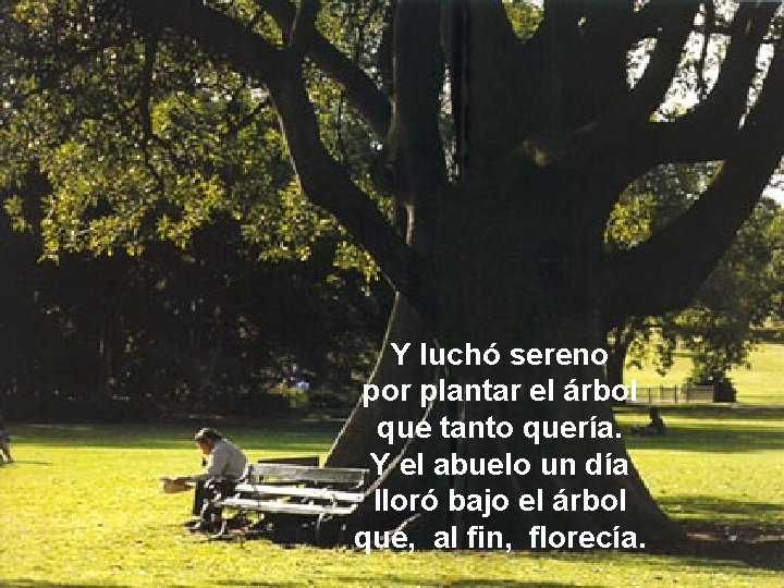 Y luchó sereno por plantar el árbol que tanto quería. Y el abuelo un