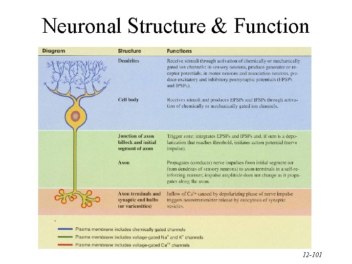 Neuronal Structure & Function 12 -101 