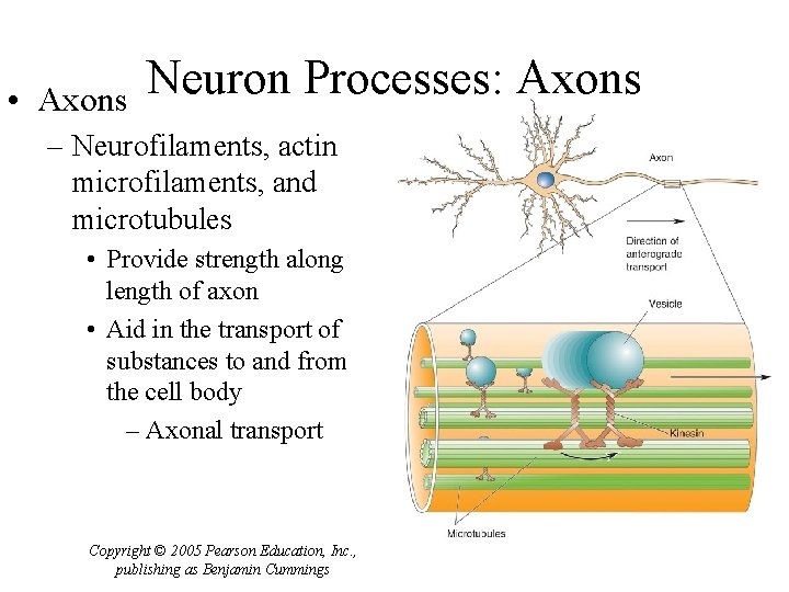  • Axons Neuron Processes: Axons – Neurofilaments, actin microfilaments, and microtubules • Provide