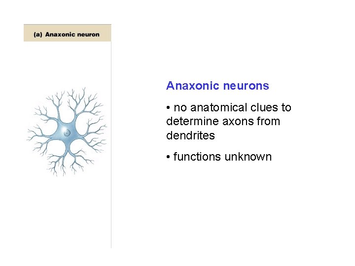 Anaxonic neurons • no anatomical clues to determine axons from dendrites • functions unknown