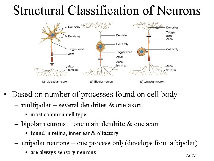 Structural Classification of Neurons • Based on number of processes found on cell body